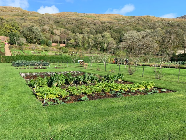 a-lush-green-field-filled-with-lots-of-plants